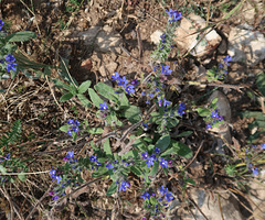 Myosotis sylvatica