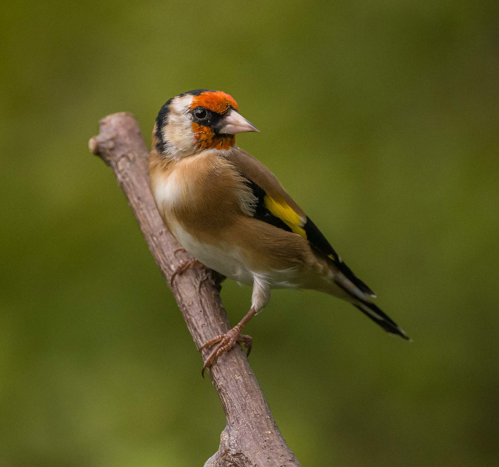 Goldfinch
