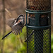 Long tailed tit