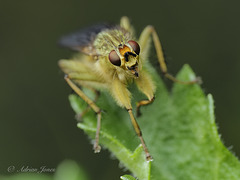 Dung Fly Portrait