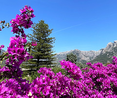 Sóller landscape with bougainvillea