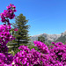 Sóller landscape with bougainvillea