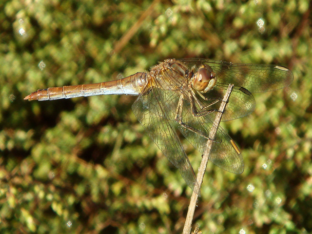 Southern Darter f (Sympetrum meridionale) 25-09-2011 08-51-41