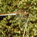 Southern Darter f (Sympetrum meridionale) 25-09-2011 08-51-41