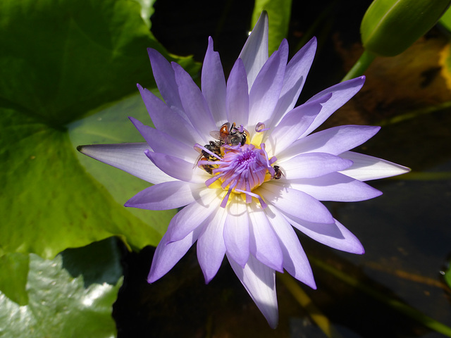 Bees on a water lilly