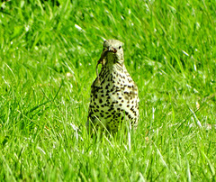 Thrush gathering food and nesting material
