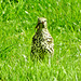 Thrush gathering food and nesting material