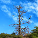 Turkey Vulture