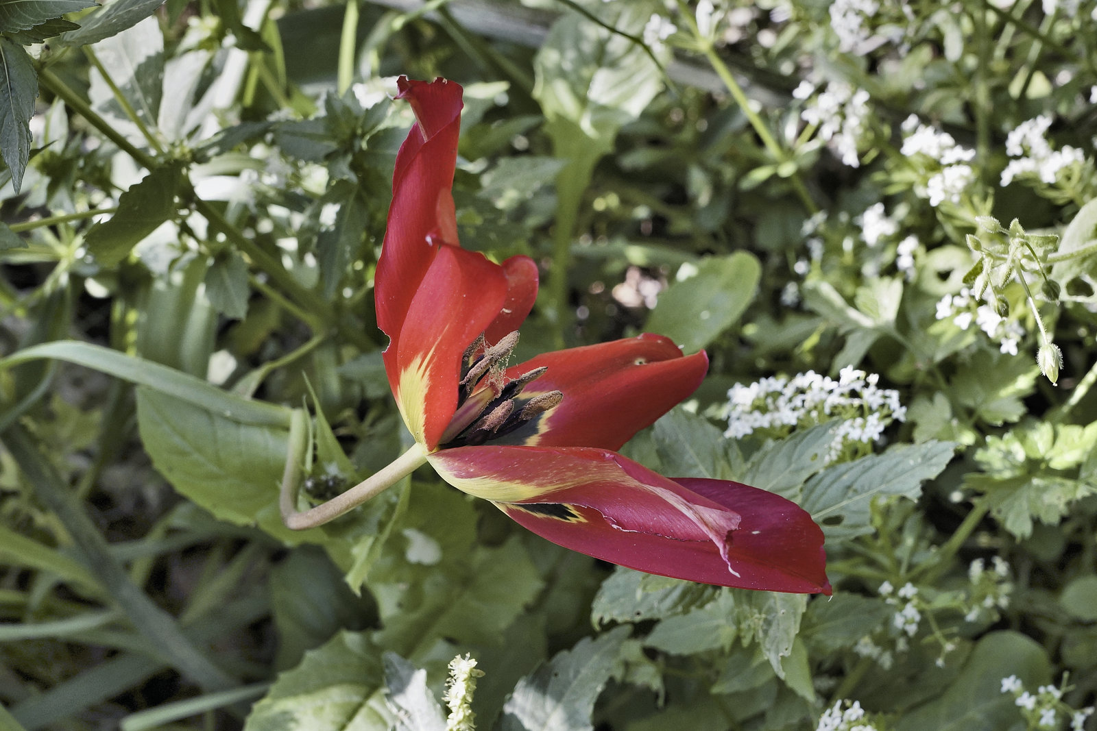 "Red Poppy" – El-Muraqa Monastery, Daliyat al-Karmel, Israel