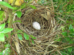 Cardinal nest and egg - 10 April 2020