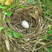 Cardinal nest and egg - 10 April 2020