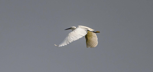 Little egret