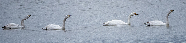 Whooper swans