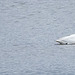 Whooper swans