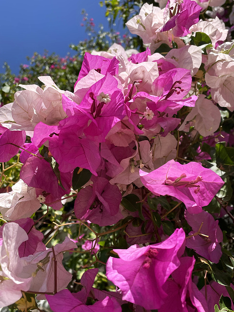 Sóller bougainvillea