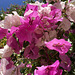 Sóller bougainvillea