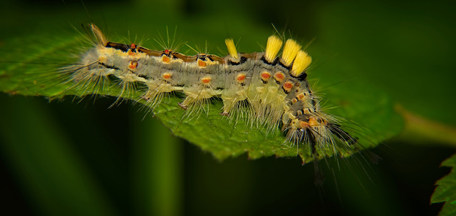 Die Raupe der Schlehen Bürstenspinner (Orgyia antiqua) hab ich entdeckt :))  I discovered the caterpillar of the blackthorn brush moth (Orgyia antiqua) :))  J'ai découvert la chenille de la pyrale du 