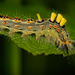 Die Raupe der Schlehen Bürstenspinner (Orgyia antiqua) hab ich entdeckt :))  I discovered the caterpillar of the blackthorn brush moth (Orgyia antiqua) :))  J'ai découvert la chenille de la pyrale du prunellier (Orgyia antiqua) :))