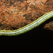 IMG 2120 Caterpillar