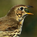 Grive musicienne , Song Thrush, (Turdus philomelos)