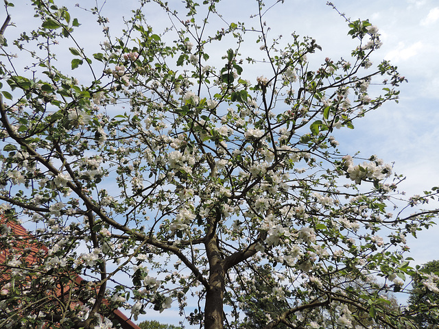 Museumsdorf Glashütte - Hanami