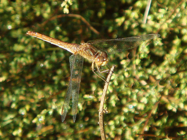 Southern Darter f (Sympetrum meridionale) 25-09-2011 08-50-38