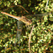 Southern Darter f (Sympetrum meridionale) 25-09-2011 08-50-38