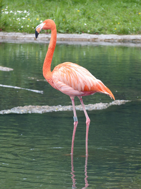 Scenes from Slimbridge (5) - 20 May 2015