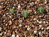 Pine trees