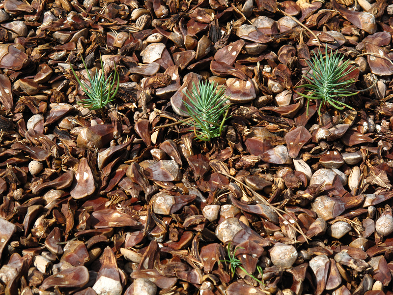 Pine trees