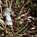 le champignon et l'oeillet- Dianthus armeria et champignon inconnu