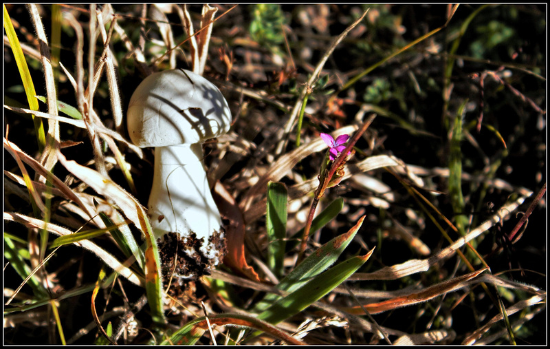 le champignon et l'oeillet- Dianthus armeria et champignon inconnu
