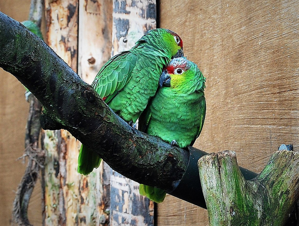 Lovebirds!  For Valentine's Day!