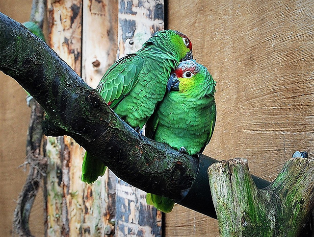 Lovebirds!  For Valentine's Day!