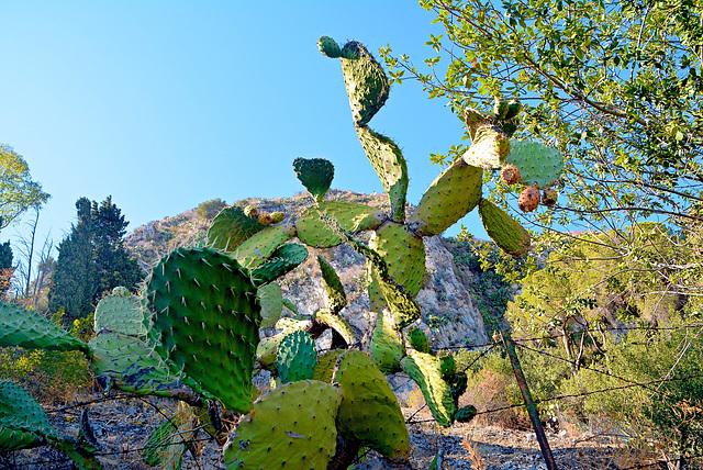 Xerophyten