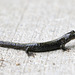 Long-toed Salamander