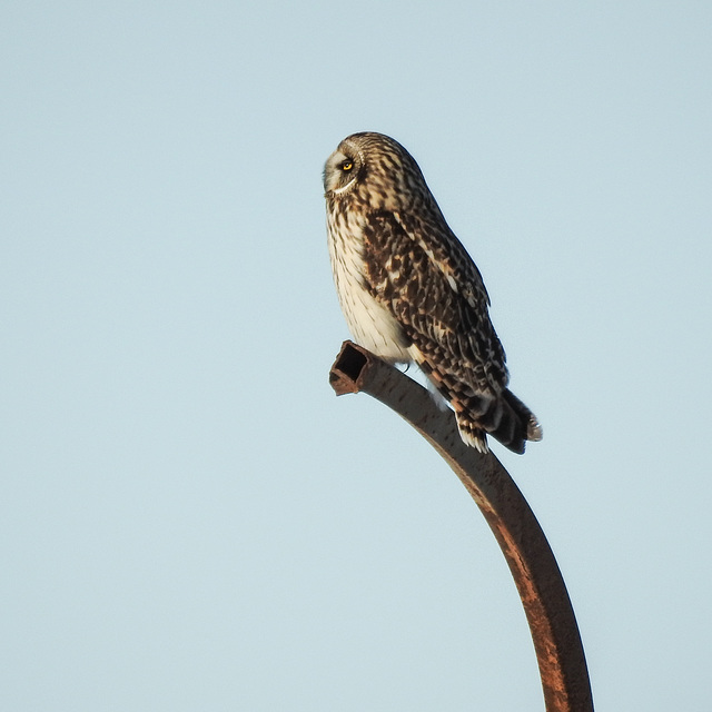 Short-eared Owl