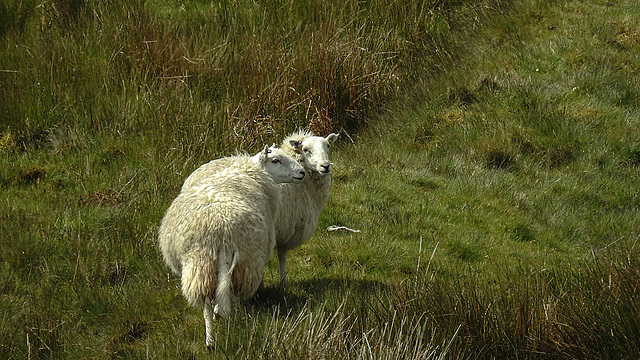 20190610 4946CPw [R~GB] Schafe, Wales