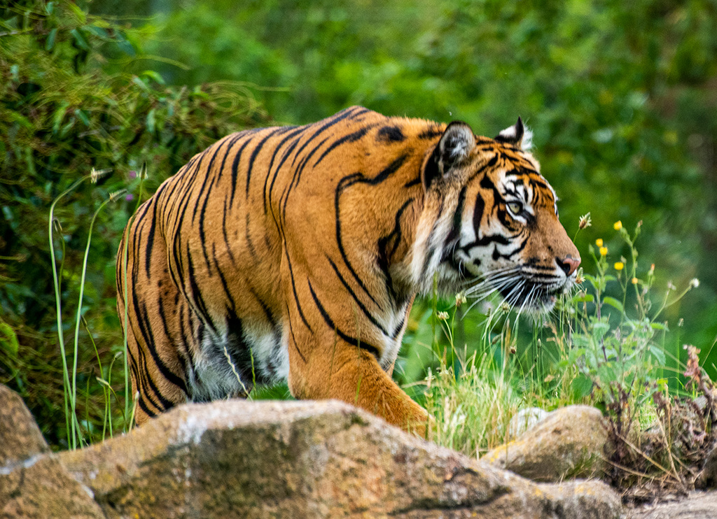 Tigress