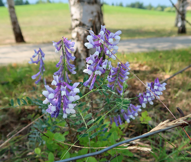 A pretty vetch