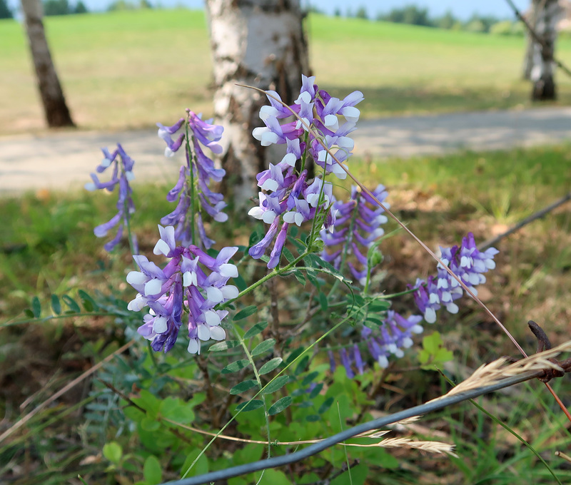 A pretty vetch