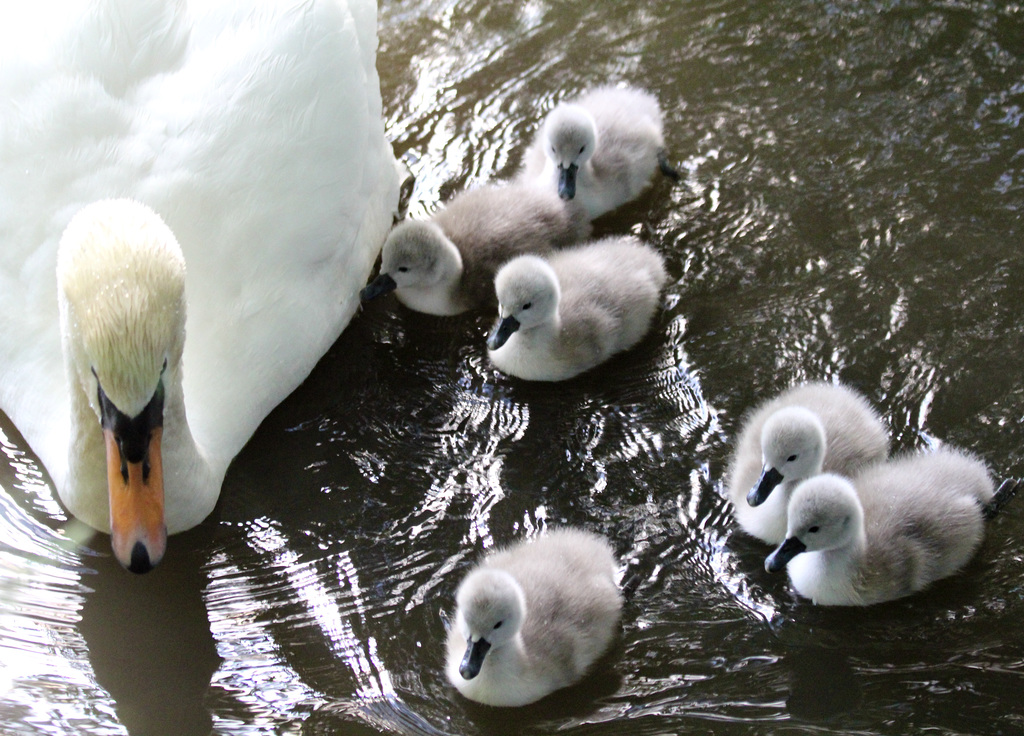 Eine zweite Schwanenfamilie auf dem Weiher