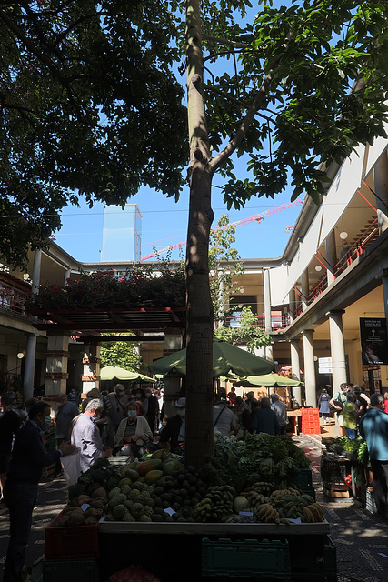 A tree in the Farmers' Market