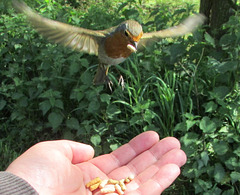 Me feeding a robin. Taken by Chris Cureton
