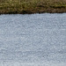 Great white egret and a little egret