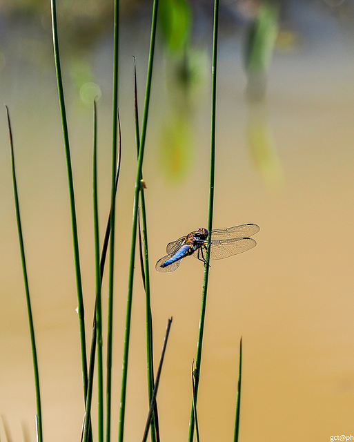 Libellula fulva