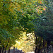 leaves-st bruno-october 2024 DSC 0198