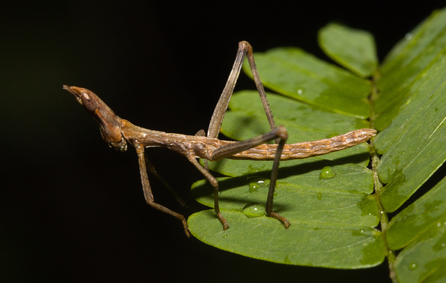 IMG 2134 Grasshopper-1