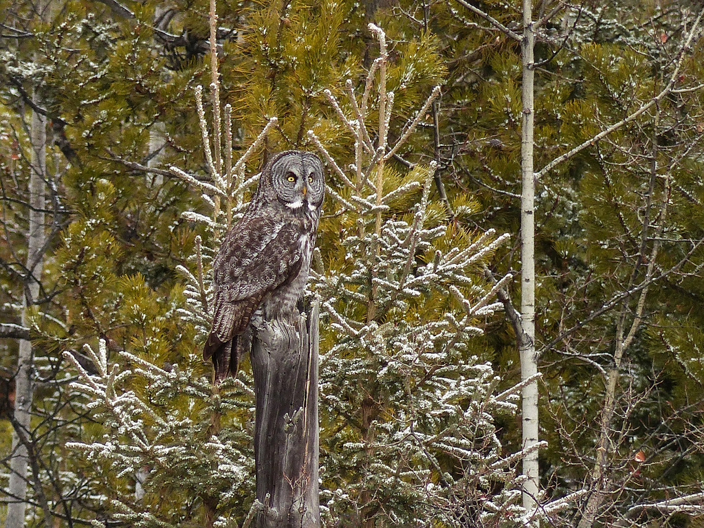 Perched on a broken tree trunk