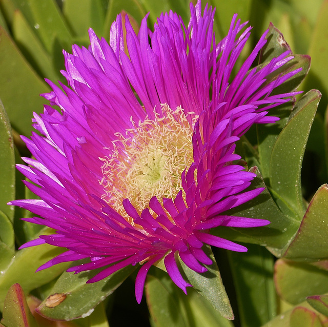 ...fleur de la griffe de sorcière...